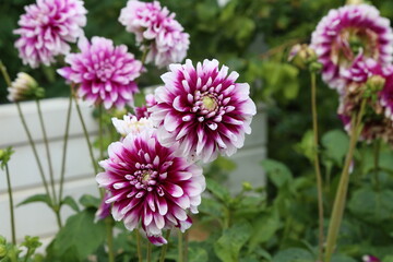 Fototapeta premium Isolated natural dahlia flower on green background