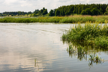 Water calm summer lake landscape with reeds and trees. Water reservoir Nielisz near Szczebrzeszyn in Poland, Europe.