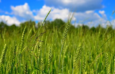 green wheat field