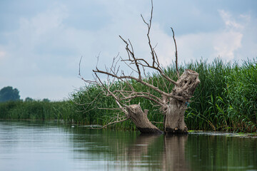 Landscape in the wild river