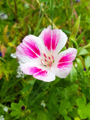 godetia also farewell to spring (in german Sommerazalee also Godetie) Clarkia amoena also Godetia amoena