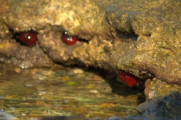 Closed sea urchin - Actinia tenebrosa, attached to a rock 