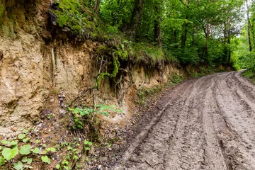 Foto op Canvas Dirt road in gully. Loess rock outcrop. Slopes and walls, trees on side. Szczebrzeszyn, Poland, Europe. © Fotema