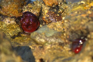Closed sea urchin - Actinia tenebrosa, attached to a rock 