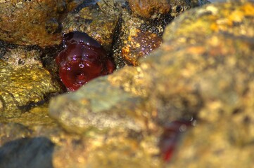 Closed sea urchin - Actinia tenebrosa, attached to a rock 