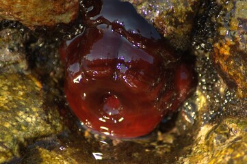 Closed sea urchin - Actinia tenebrosa, attached to a rock 