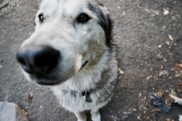 cute alaskan malamute dog