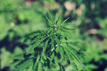 Cannabis leaves. Growing Cannabis Sativa outdoors. Medical marijuana cultivation. Alternative herbal medicine, marijuana legalization. Cannabis farm
