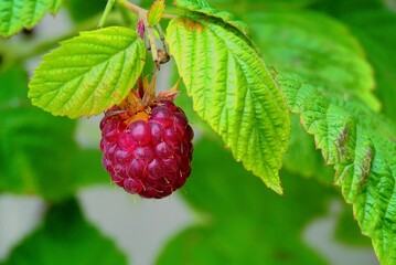 raspberry on a branch