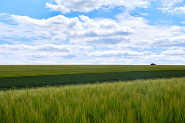 Closeup of croups growing in the foreground with more fields in the background and a blue sky with clouds in the Yorkshire Wolds