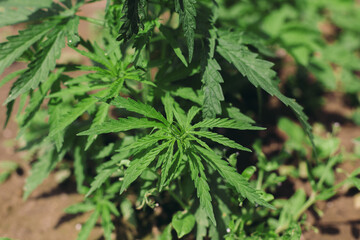 Cannabis leaves. Growing Cannabis Sativa outdoors. Medical marijuana cultivation. Alternative herbal medicine, marijuana legalization. Cannabis farm