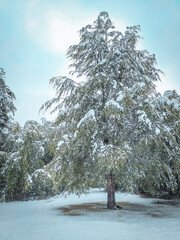 Big tree under snow