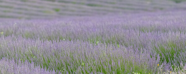 Fototapeta na wymiar Lavender field in Provence, colorful landscape in spring 