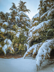 Snowing over the trees
