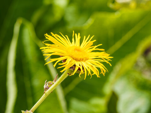Inula magnifica - Aun&eacute;e magnifique aux fleurs &agrave; p&eacute;tales jaune or, coeur orange ressemblant &agrave; de grandes marguerites