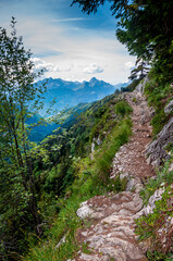Fototapeta na wymiar Chemin forestier de montagne