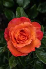 Garden Rose Flower, Variety 'Voodoo'