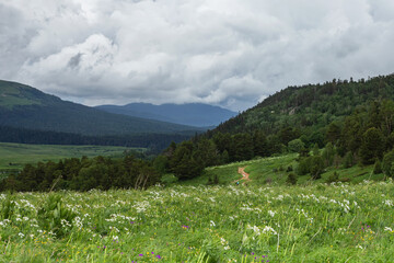 Fototapeta na wymiar Summer on the subalpine meadows flowering plants, forest landscape and panorama of mountain ranges.