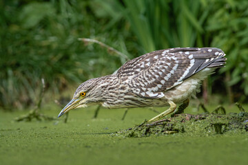 Black-crowned night heron (Nycticorax nycticorax) foraging