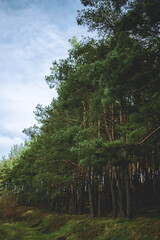 Fototapeta premium trees in the forest