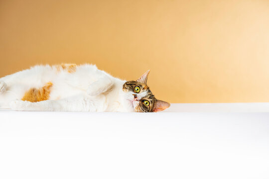 stock photography cat lying staring intently on orange background