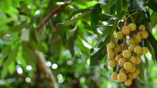Fresh little longan on tree