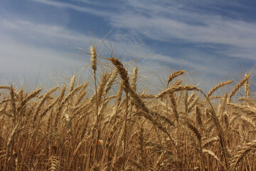  field with ears of rye against a cloudy sky