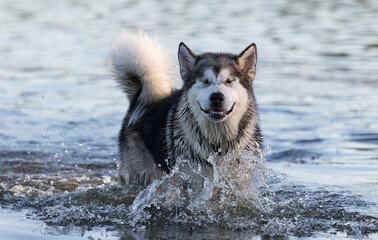 dog bathe in the river