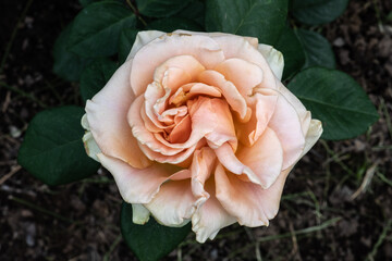Garden Rose Flower, Variety 'Marilyn Monroe'