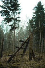 forest in winter
