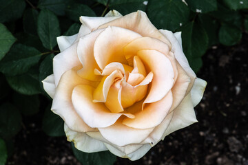 Garden Rose Flower, Variety 'Marilyn Monroe'