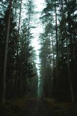 Fototapeta premium morning in the forest