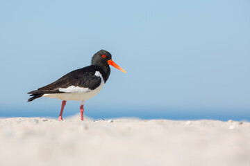 Eurasian oystercatcher (Haematopus ostralegus)  Helgoland - Germany, red beak, The wild nature of the North Sea.  Bird on the beach.