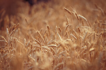 Fototapeta premium background field of yellow wheat ears desktop Wallpaper