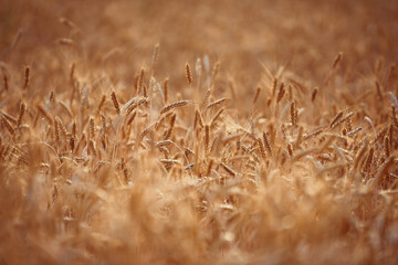 Fototapeta premium background field of yellow wheat ears desktop Wallpaper