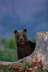 European Brown Bear (Ursus arctos arctos), Slovakia
