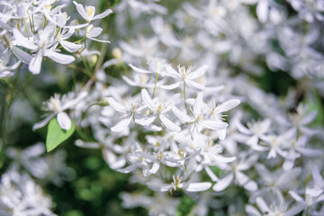 Small white flowers of Clematis recta or Clematis flammula or clematis Manchurian in the garden...