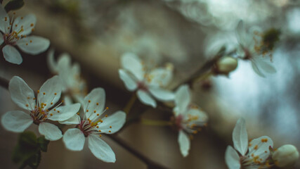 cherry blossom in spring