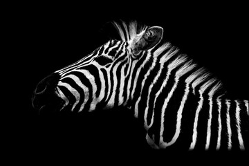zebra