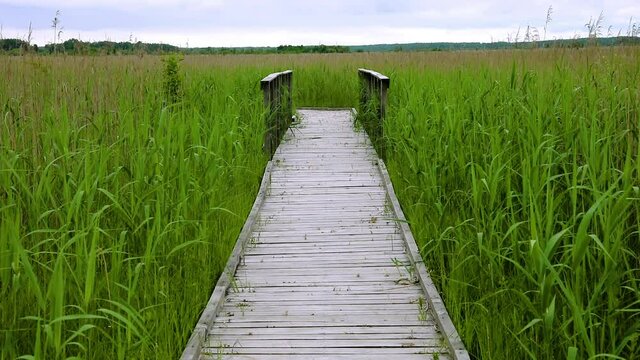 Wooden bridge in the field.  Pathway trail through wetland grassy area. Wind moves grass blades. Nobody. Polesie National Park, Poland, Europe.