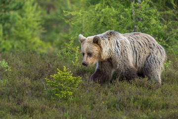 European Brown Bear (Ursus arctos arctos), Slovakia