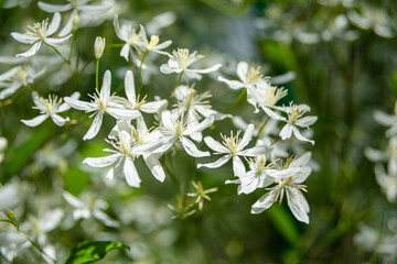 Small white flowers of Clematis recta or Clematis flammula or clematis Manchurian in the garden...