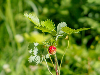 Wild strawberry berry growing in natural environment. Macro close-up.
