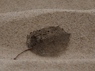 Faded and damaged leaf blade with visible veins found on the beach sand, Gdynia, Poland