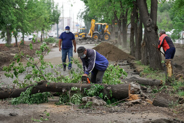 Three utility workers are sawing and disposing of old trees felled by the wind. Possible...