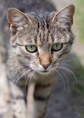 Portrait of tabby street cat closeup.