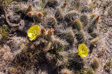 Cactus Flower