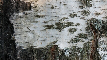 tree bark texture