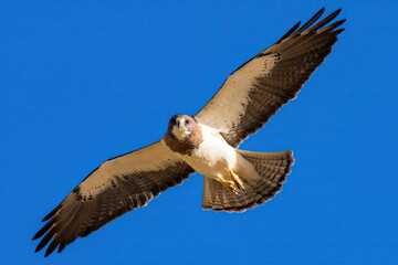 Desert Raptor