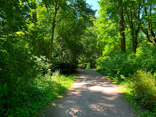 Fototapeta premium path in the forest